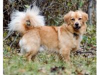 This little guy (full grown at 21 pounds) came from a hoarding situation--40 dogs in a house. The report says that the identifiable breeds were dachshund, beagle and chow, so it is assumed that he's a mix. 
Someday I'll do the DNA test to try to get a definitive answer. People think he's a Golden Retriever/Corgi mix, but I doubt there's a drop of either breed in him. 
Does anyone else have a doxie/beagle/chow mix that looks like this?