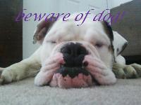 Rex is a one year old Victorian Bulldog. He is the best dog in the world:)