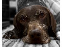 The picture taken of my dog Jake was when he was still very young. Today, aged almost nine - he was sadly put to sleep as he had cancer. Nice to have his picture here still...and here one taken just a day or two before the end.