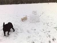 Buddy, Star and the snowman.