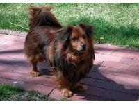 This is Mojo, we think he is a dachshund chowchow mix. He has the black spotted tongue and the skin around his face is kind of loose, so if you scrunch it up he totally looks chow.