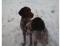 larry and brewer, my german wirehair pointers.  These dogs are so sharp and have learned everything easily.  They love to be with people and even get sad and whine a little when people leave the house.