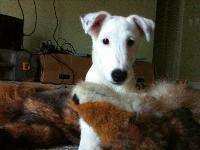otto my smooth fox terrier :-)