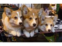 Three beautiful Corgis pose for pictures.