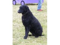 Phoenix is a Curly-Coated Retriever  who is five years old.  She has been with owner Charlotte since she was two. She loves her walks in woods which she gets twice a day Squeaky toys are her favourite and she will eat anything but especially loves cheese.