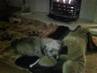 Here's Bonnie relaxing in front of the fire on her favourite rug.