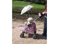 Star in her stroller while recovering from her TPLO surgery.