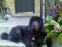 The sweetest, smartest, loyal dog ever. Chewie!