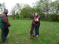 Schutzhund