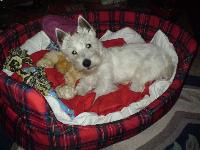 chica comes from spain she is 9months old.
