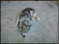 hot day, finding some cool cement to have a nap