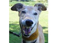 If you think that Goofy could be the dog for you or you are interested in any of the other canine residents of Dogs Trust Roden then please contact the Rehoming Centre on 01952 770225 or visit www.dogstrust.org.uk/rehoming.