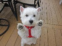 We have only had Annie for 1 month. She is the most affectionate Westie we have ever seen! She is very loving, eager to please and very submissive. She always stands on her hind legs when she wants something from you, and it's too cute. We had to put our 12 year old Westie (Molly) down earlier this year but it's almost scary how alike Annie is to Molly! Tonight, after finding yet another similarity w/ Molly, I looked down at Annie and asked 