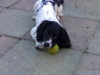 my poppy the english springer , she just loves a ball