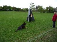 Schutzhund - Alison Lawrence
