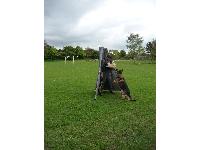 Schutzhund hide with helper