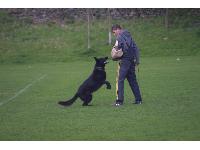 The dog focusses on the Schutzhund sleeve.