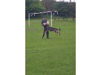 The dogs are enthusiastic about protection work.