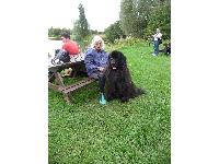 Carol's beloved welfare Newfoundland Baloo.