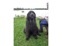 John Froggatt's canine soul-mate Buddy.