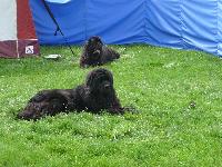 Lovely Newfoundlands.
