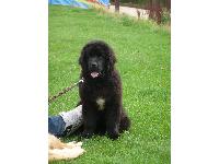 A cute Newfie puppy.