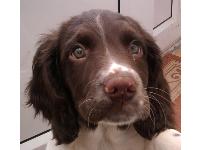 My English Springer Spaniel puppy Dax, 10 weeks old and absolutely adorable. but can anyone tell me if he looks 100% spaniel because people have suggested he may not be??