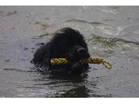 Newfoundlands love the water.