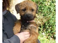 THIS IS LUCY GOING ON HER FITST WALK WITH HER NEW FAMILY.SHE'S 6 MONTHS OLD.BLESS!