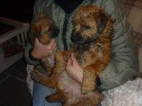 maggie at 6 weeks,and being introduced to lucy who is 8 months here