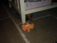 maggie at 6 weeks.we've just collected her from the breeder!