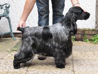 Heres a picture of T.J. after being groomed for the City of Birmingham Gundog Champ Show. T.J. won his first dog C.C. and Best of Breed. 5th Sept. 2010
