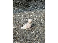 Star contemplating life on the beach.