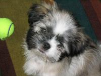 Loves dogs, people and life...great little Girl...