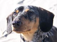 Buddy having a blast at the beach, he was my best pal, he went EVERYWHERE with me I miss him SO much