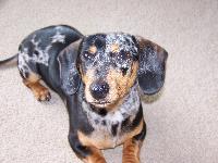 Buddy showing off his adorable markings, EVERYONE loves Buddy