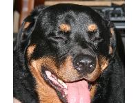 Hurley is a 145-lb American Rottweiler, aged 3.  He's a good-natured fellow, plays well with others, is quite comical and LOVES his people.  When he visits the dog park (where he's known as 'The Ambassador of Dog Town') he always goes to the people first, greeting each and every one, schmoozing for love.  Then he greets his fellow canines.  He's quite the character and we love him to death.  Highly misunderstood breed -- we trained him early and well, and that's the key.