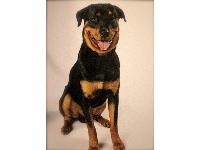 Hines @ 1 yr old.....He is a gentle giant!