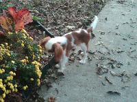 Lucy is a 6 month old Cavalier. She is the best dog I have ever had!