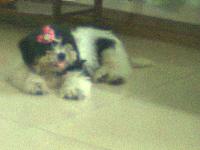 My puppy's name is Rugby. He is 5 months old and seems to be playful and gets tired easily.