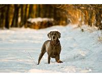 my weimaraner satine playing in the snow