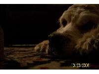 Handfull, has had a hard life but is well cared for.