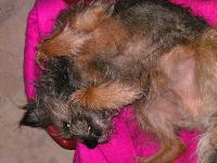 Our adopted Border Terrier from The Dogs Trust.