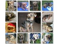 My Border Terrier Terrier - Tug, The best dog ever - RIP - Miss him loads xxx