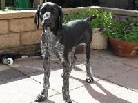 Great Dog! Intelligent, loyal, adventurous, funny, mischievous. Loves to please you and very energetic. Needs to be in a busy home with a active lifestyle that includes him.