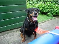 Monteray is the best dog I ever had! He made it till 16 years old.