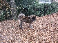 Real loving dog that loves to play. He plays at the dog park with any and every dog he see's.