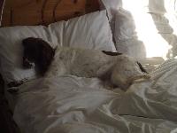 Ruby having a kip, who says you need a dog bed??