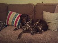 My moaning German Pointer, Peter!