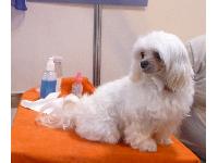 This little Maltese dog was so cute! In Discover Dogs at Crufts 2011.